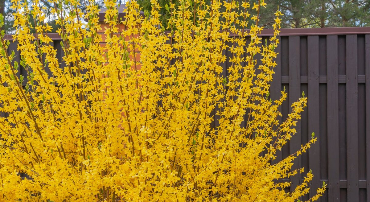 Ein großer Zierstrauch an Forsythien wächst vor einem Gartenzaun.