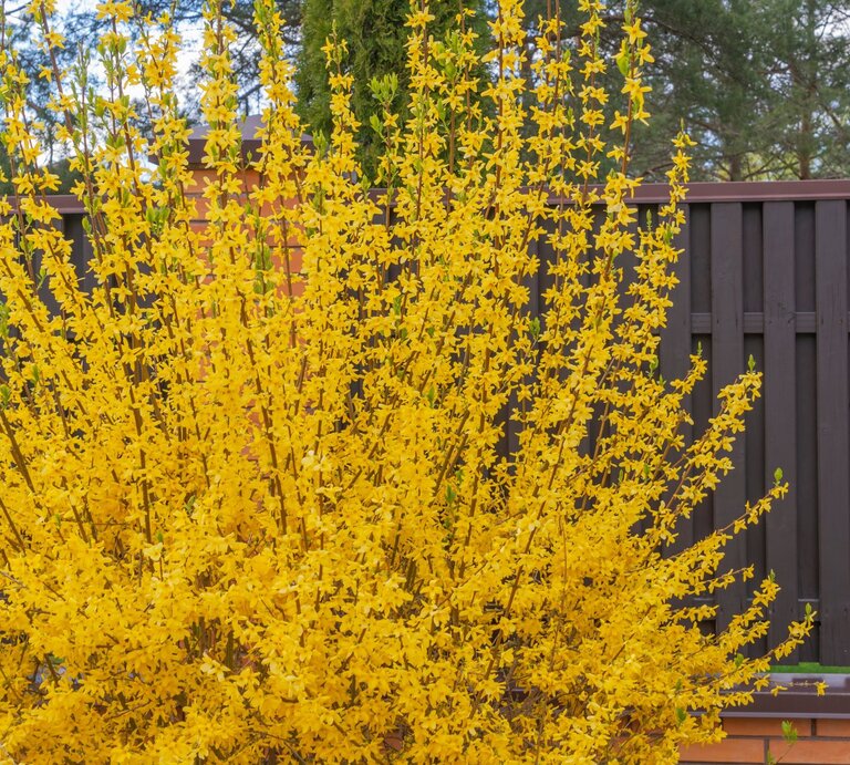 Ein großer Zierstrauch an Forsythien wächst vor einem Gartenzaun. | © Shutterstock/kalyanby