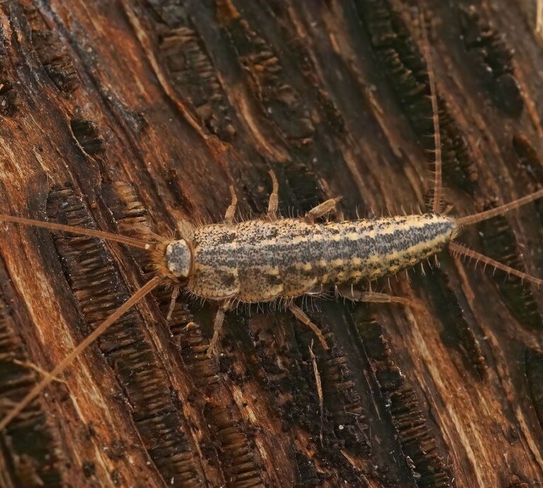Der Schädling Papierfischchen auf Holz | © gettyimages/ Wirestock