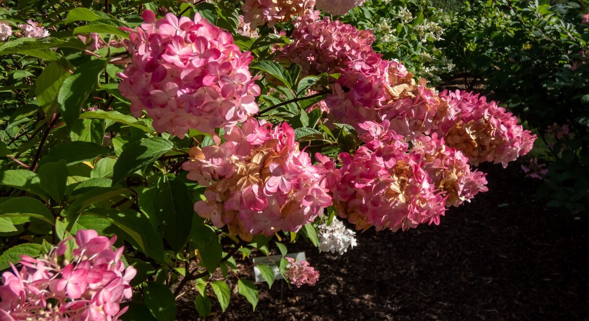 Ein rosa blühender Strauch Rispenhortensien wächst im Garten.