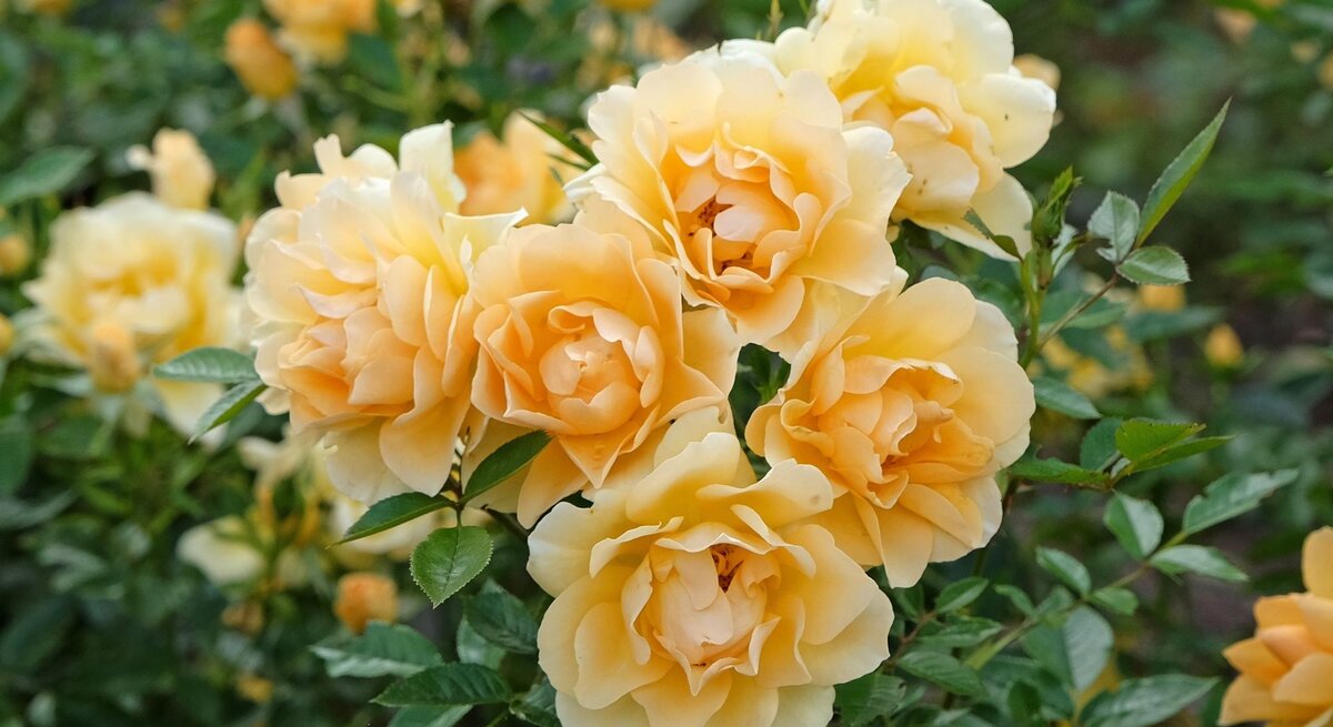 Ein Strauß zartgelber Rosen mit üppigen Blüten steht inmitten grüner Blätter in einem sommerlichen Garten.