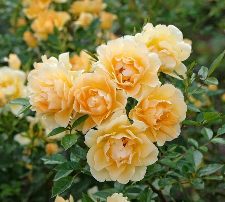 Ein Strauß zartgelber Rosen mit üppigen Blüten steht inmitten grüner Blätter in einem sommerlichen Garten. | © Shutterstock/Alex Manders