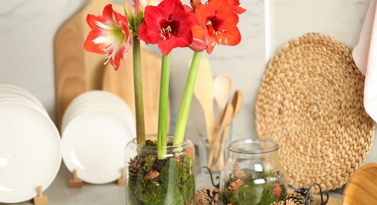 Eine Amaryllis mit roten Blüten steht zwischen Geschirr auf einer Arbeitsfläche.