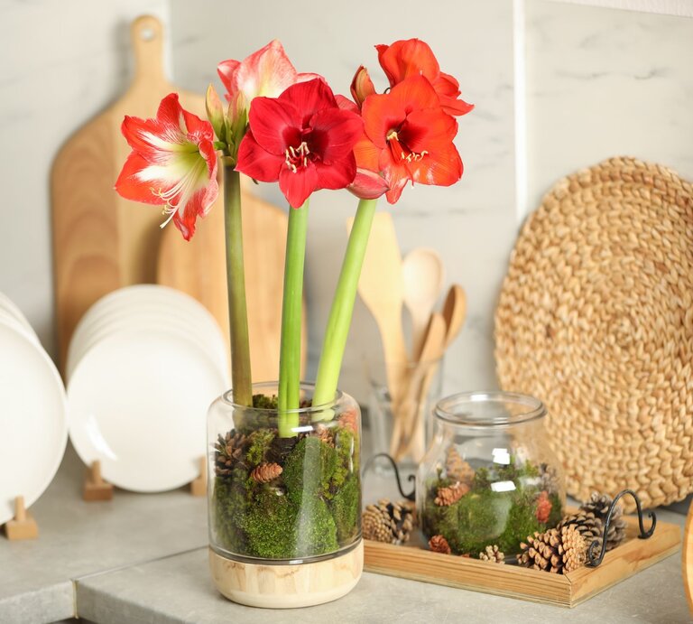 Eine Amaryllis mit roten Blüten steht zwischen Geschirr auf einer Arbeitsfläche. | © Shutterstock/New Africa