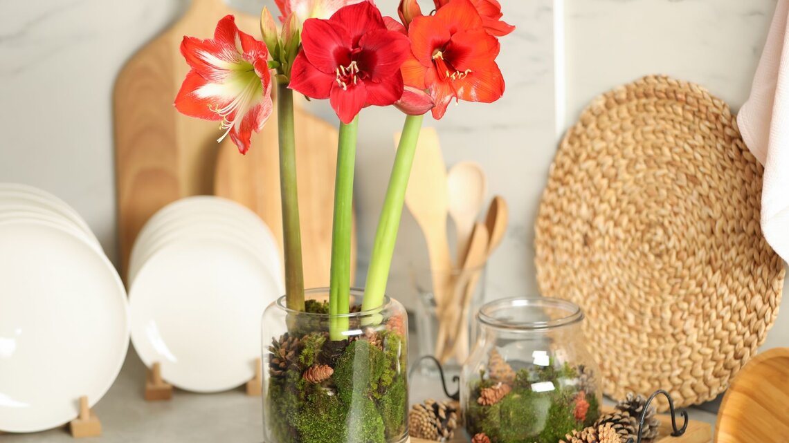 Was tun mit verblhter Amaryllis? Tipps fr Pflege & Basteln