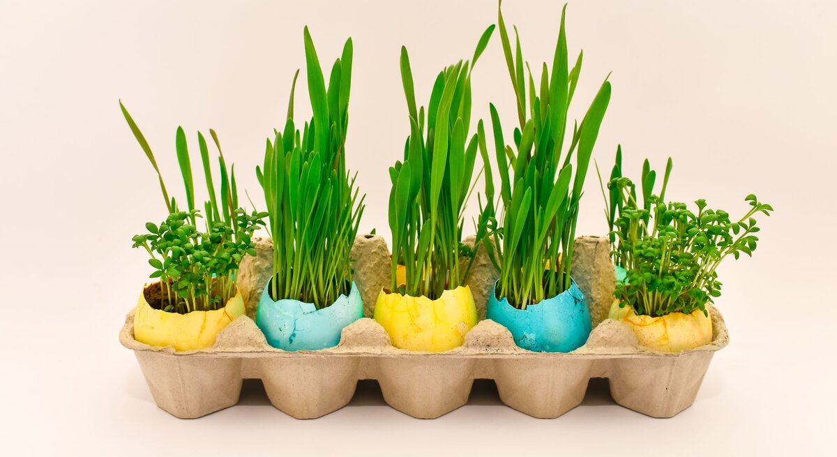 In einem Eierkarton stehen halbe farbige Eierschalen, aus denen Gras und Kresse wächst.