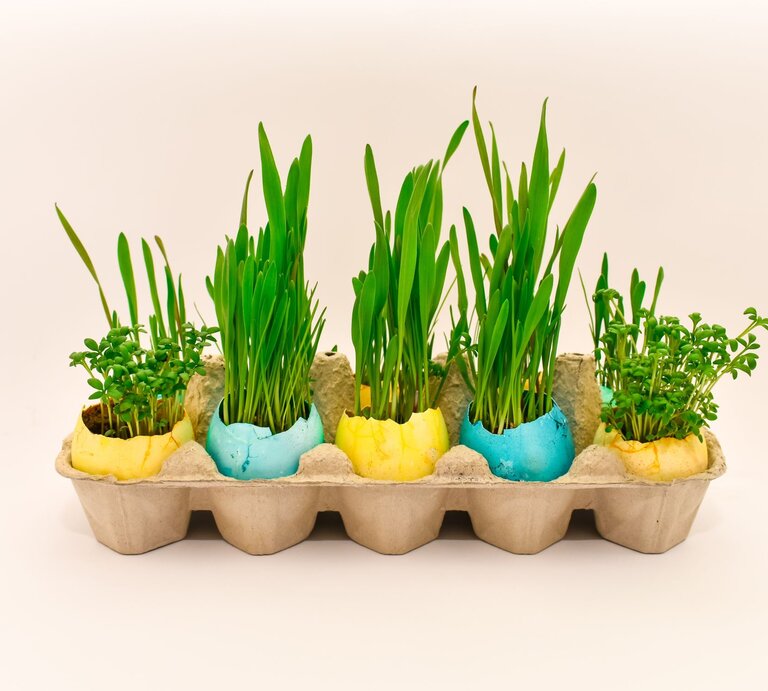 In einem Eierkarton stehen halbe farbige Eierschalen, aus denen Gras und Kresse wächst. | © Shutterstock/Nataliia Kozynska