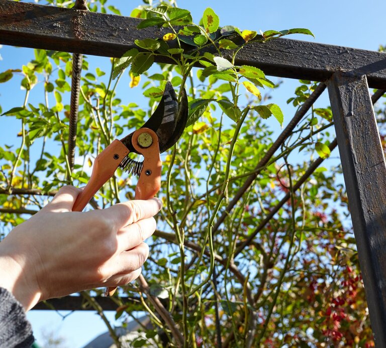 Eine Hand in gestricktem Ärmel hält eine Gartenschere und schneidet einen Zweig einer Kletterrose unter blauem Himmel. | © Shutterstock/Andrii Salomatin
