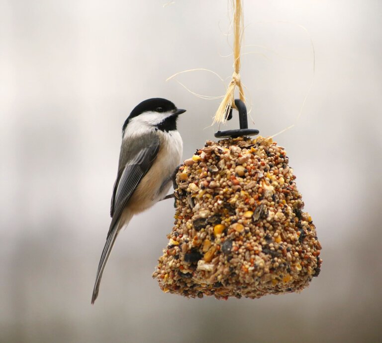 Ein kleiner Vogel sitzt auf einer Futterglocke. | © Shutterstock/Chris Tamas