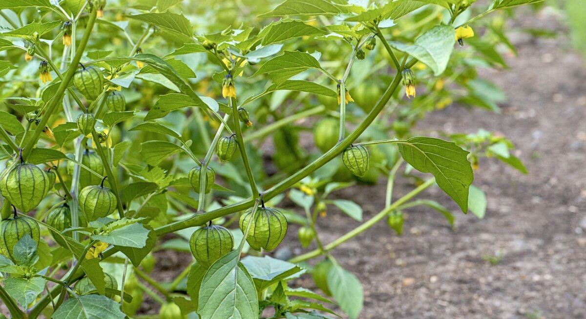 Zweig des Tomatillo-Strauches. 