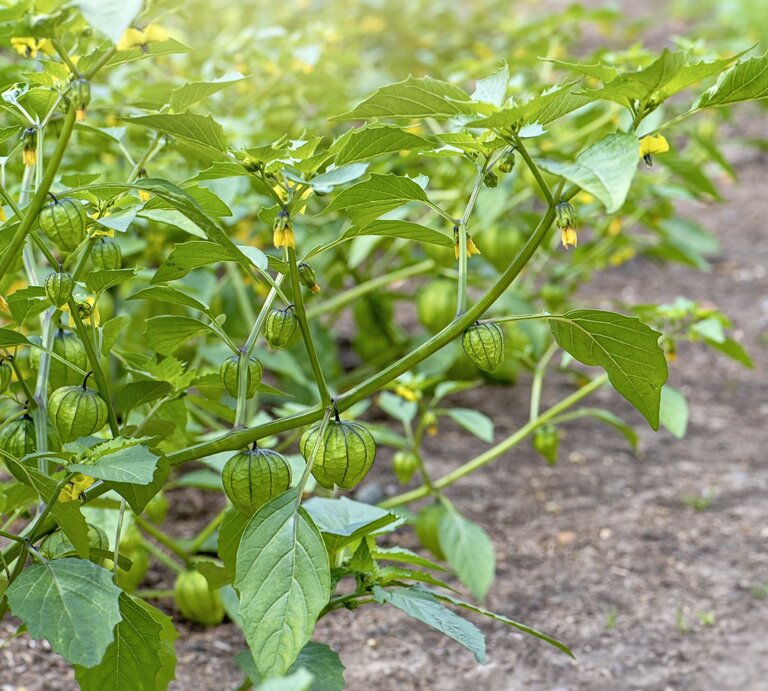 Zweig des Tomatillo-Strauches.  | © Getty Images/Jacky Parker Photography