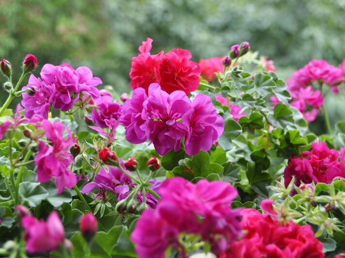 Bunte Geranien wachsen im Freien. | © Getty Images/YONCA60