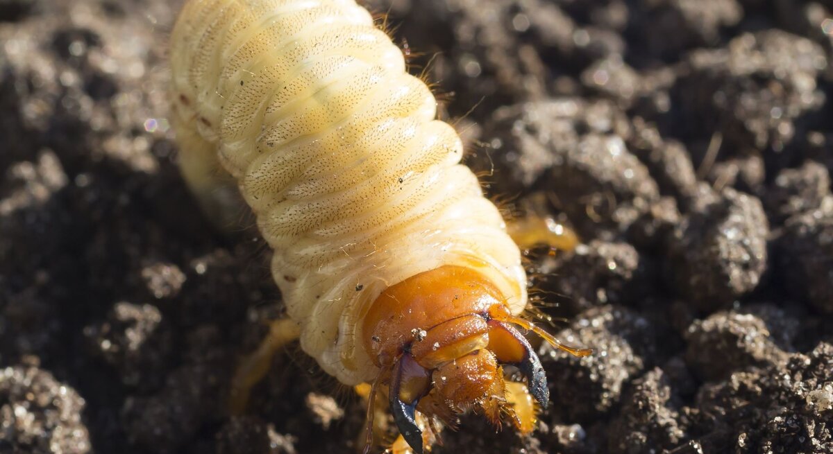 Ein Engerling auf dem Gartenboden.