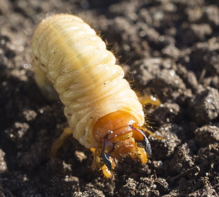Ein Engerling auf dem Gartenboden. | © Getty Images/AlbyDeTweede