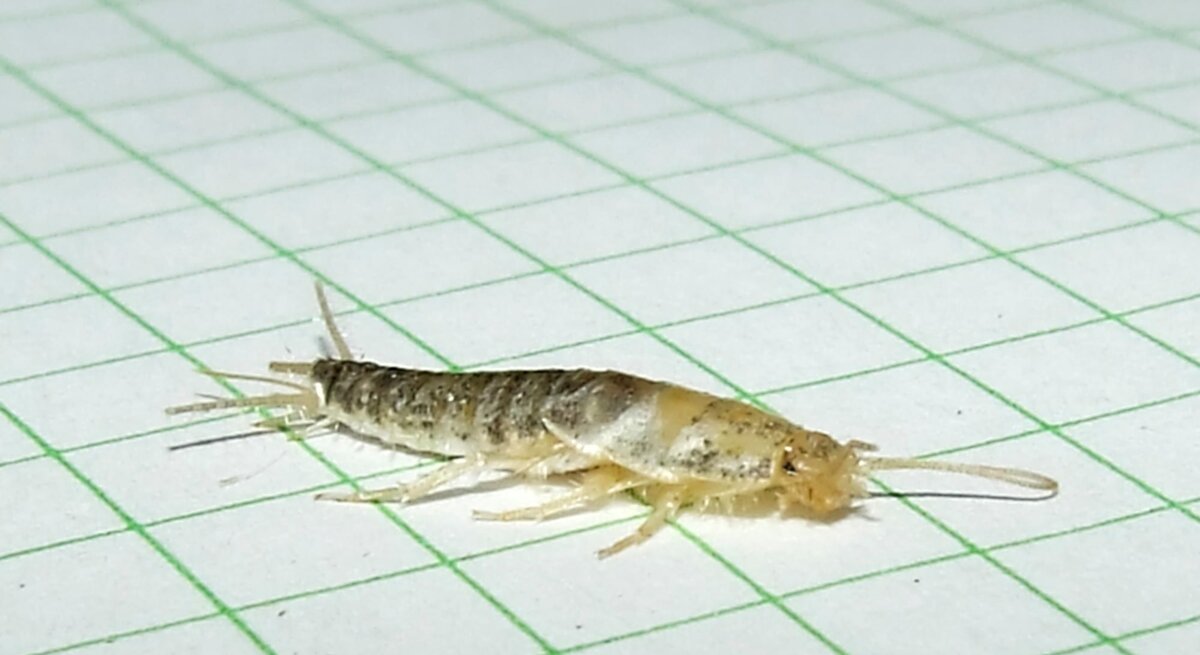 Ein Silberfischchen krabbelt auf hellen Fliesen herum, im Vordergrund sind einige kleine Krümel zu sehen