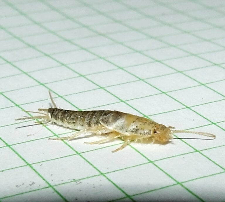 Ein Silberfischchen krabbelt auf hellen Fliesen herum, im Vordergrund sind einige kleine Krümel zu sehen | © iStock.com/avstraliavasin