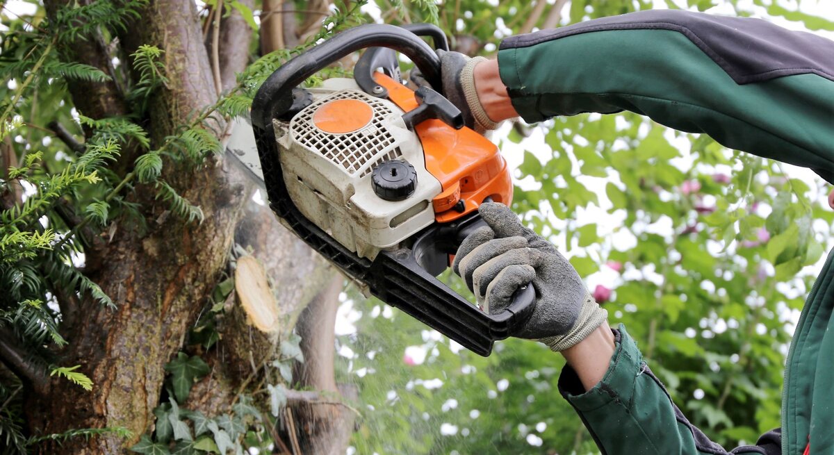 Ein Gärtner in grüner Arbeitskleidung sägt mit einer Motorsäge einen Ast von einem mit Efeu bewachsenen Baum ab.