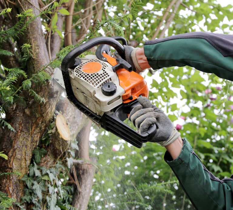 Ein Gärtner in grüner Arbeitskleidung sägt mit einer Motorsäge einen Ast von einem mit Efeu bewachsenen Baum ab. | © Adobe Stock / U. J. Alexander