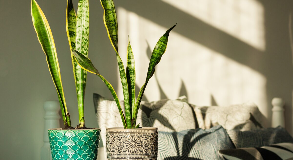 Sansevieria im Schlafzimmer
