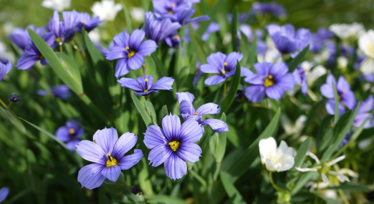 Nahaufnahme von leuchtend violetten Blumen mit gelben Staubgefäßen, umgeben von grünen Blättern und vereinzelten weißen Blüten im Hintergrund.