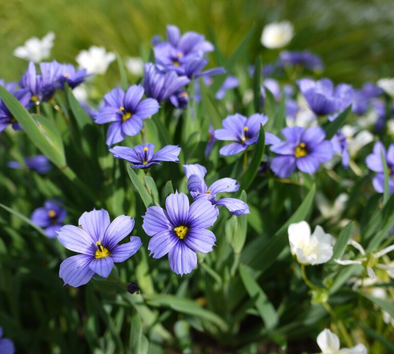 Nahaufnahme von leuchtend violetten Blumen mit gelben Staubgefäßen, umgeben von grünen Blättern und vereinzelten weißen Blüten im Hintergrund. | © Shutterstock/LifeisticAC