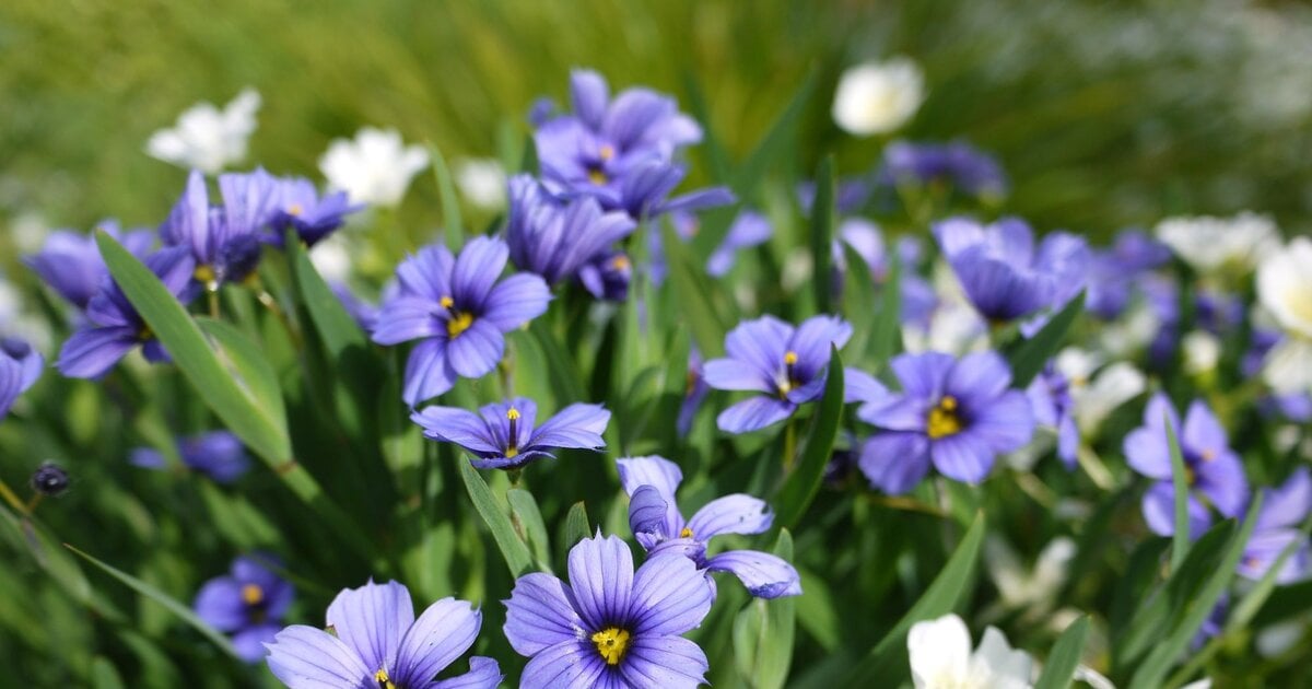 Garten: Diese winterharten Pflanzen überstehen auch Eiseskälte