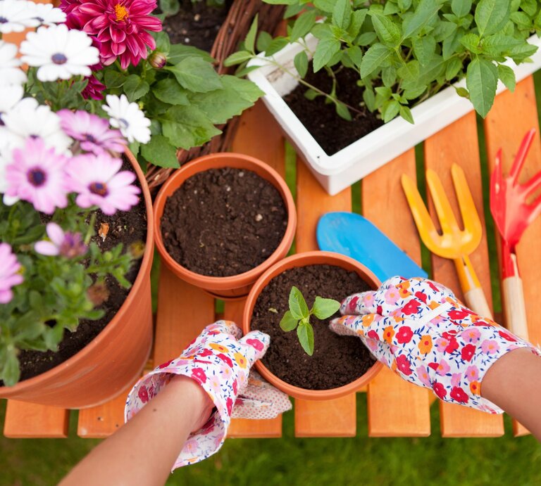 Auf einem Gartentisch stehen Blumentöpfe und jemand pflanzt etwas. | © Shutterstock/NinaMalyna