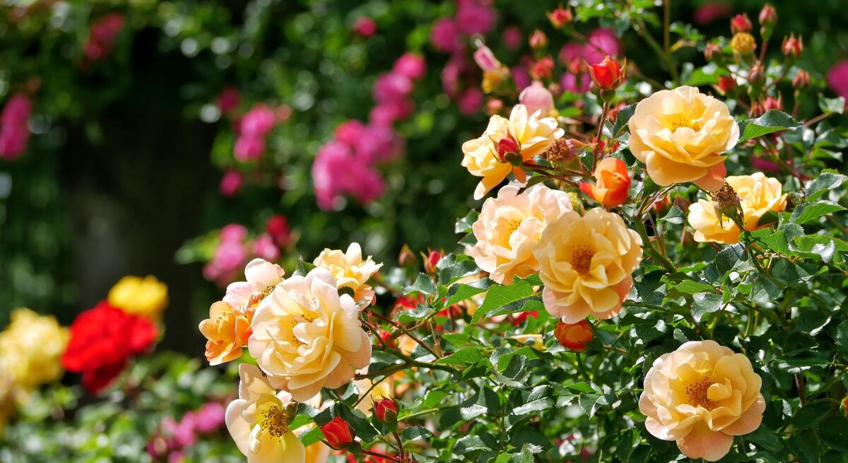 Gelbe und rote Rosen blühen im Sonnenschein in einem üppigen Garten vor einem grünen, unscharfen Hintergrund.