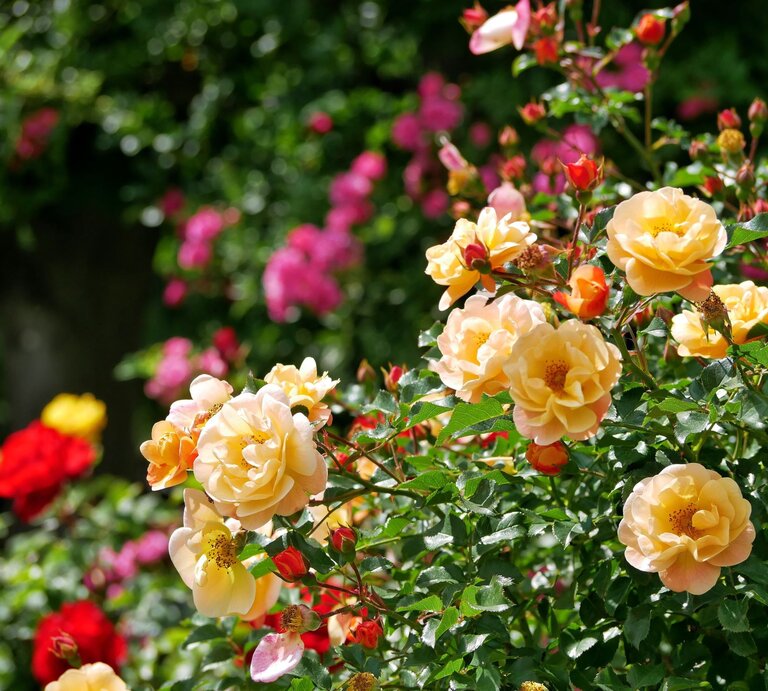 Gelbe und rote Rosen blühen im Sonnenschein in einem üppigen Garten vor einem grünen, unscharfen Hintergrund. | © Shutterstock/Anastacija
