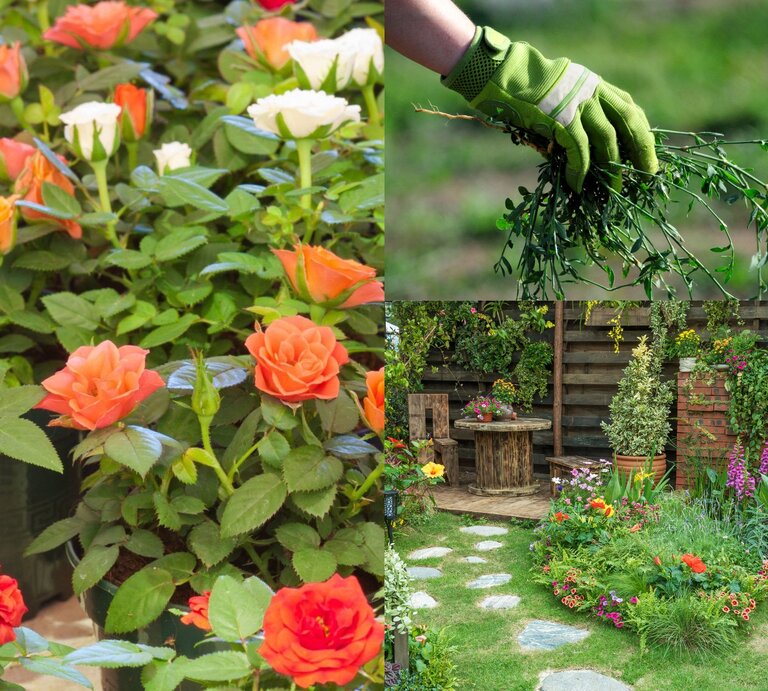 Eine Vielzahl blühender Rosen in leuchtendem Orange, Rot und Weiß stehen dicht an dicht in grünen Töpfen vor sattem Blattwerk. | ©  Canva/Collage:bildderfrau.de