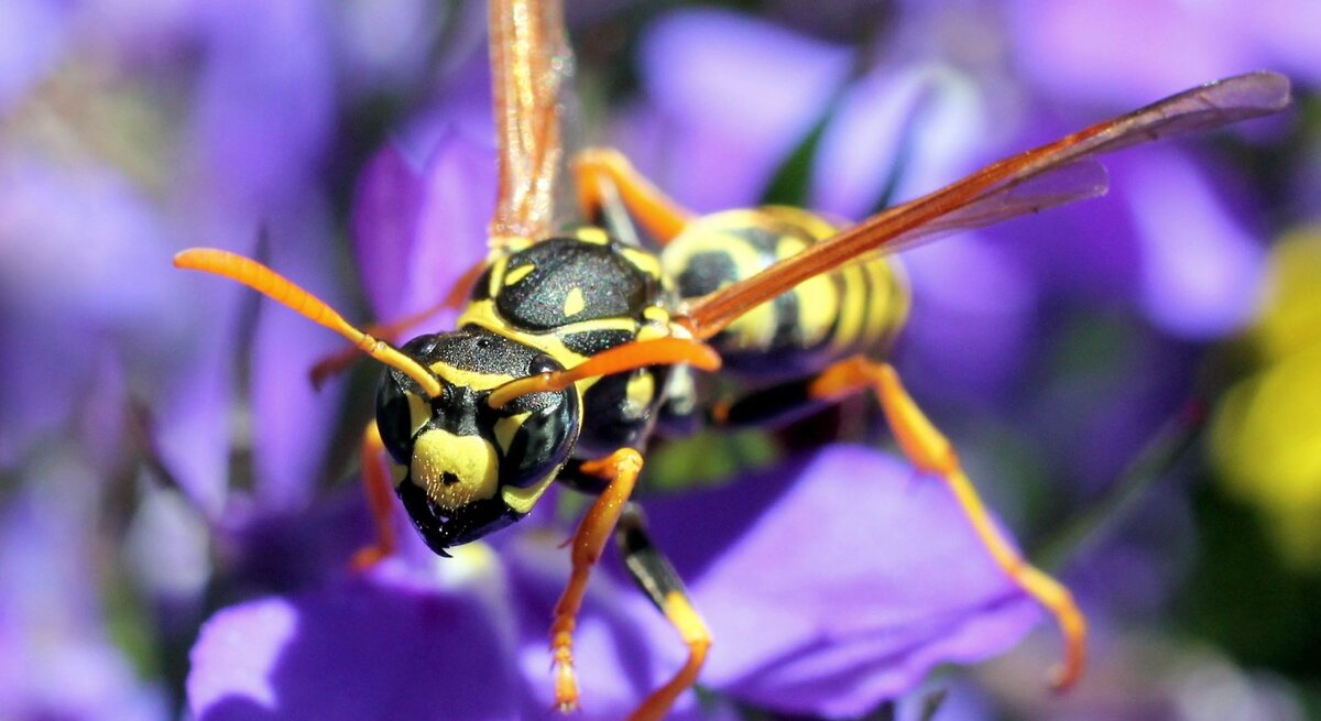 Nahaufnahme einer Wespe auf lilafarbenen Blüten mit leuchtend gelb-schwarzer Färbung und langen, dünnen Beinen.