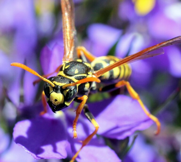 Nahaufnahme einer Wespe auf lilafarbenen Blüten mit leuchtend gelb-schwarzer Färbung und langen, dünnen Beinen. | © Shutterstock/Randy Bjorklund