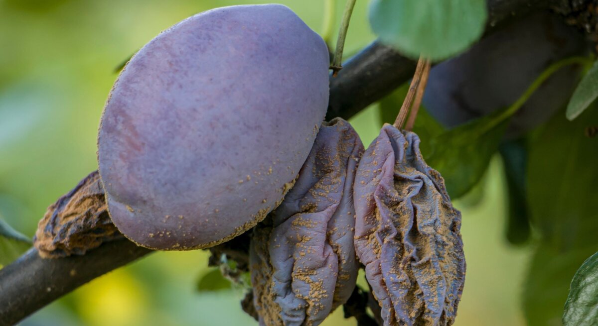 Eine reife, violette Pflaume hängt neben verschrumpelten Früchten an einem Ast, vor unscharfem, grünem Hintergrund.