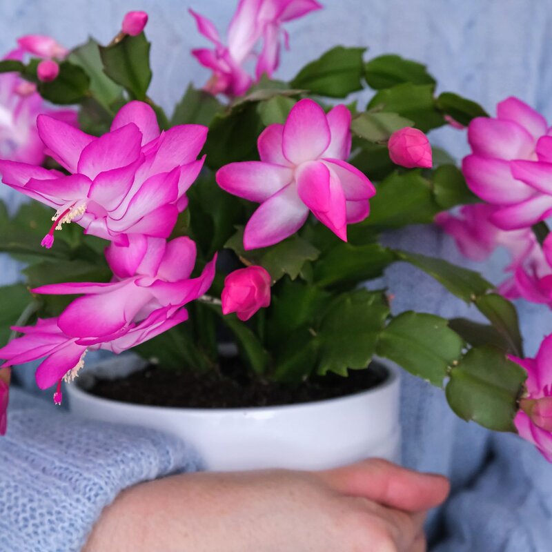 Eine Person in einem blauen Strickpullover hält eine weiße Keramikschale mit einer blühenden Weihnachtskaktuspflanze mit pinken Blüten. | © Shutterstock/Elena_Gr