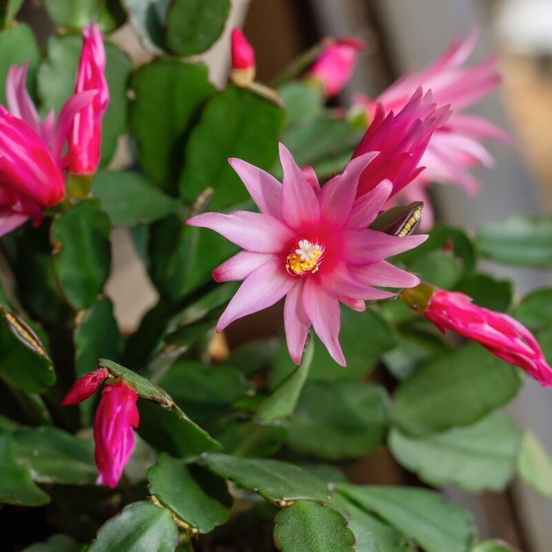 Weihnachtskaktus mit zarten rosa-pinken Blüten und grünen, flachen Blättern steht nah am Fenster im natürlichen Licht. | © Shutterstock/jessicahyde