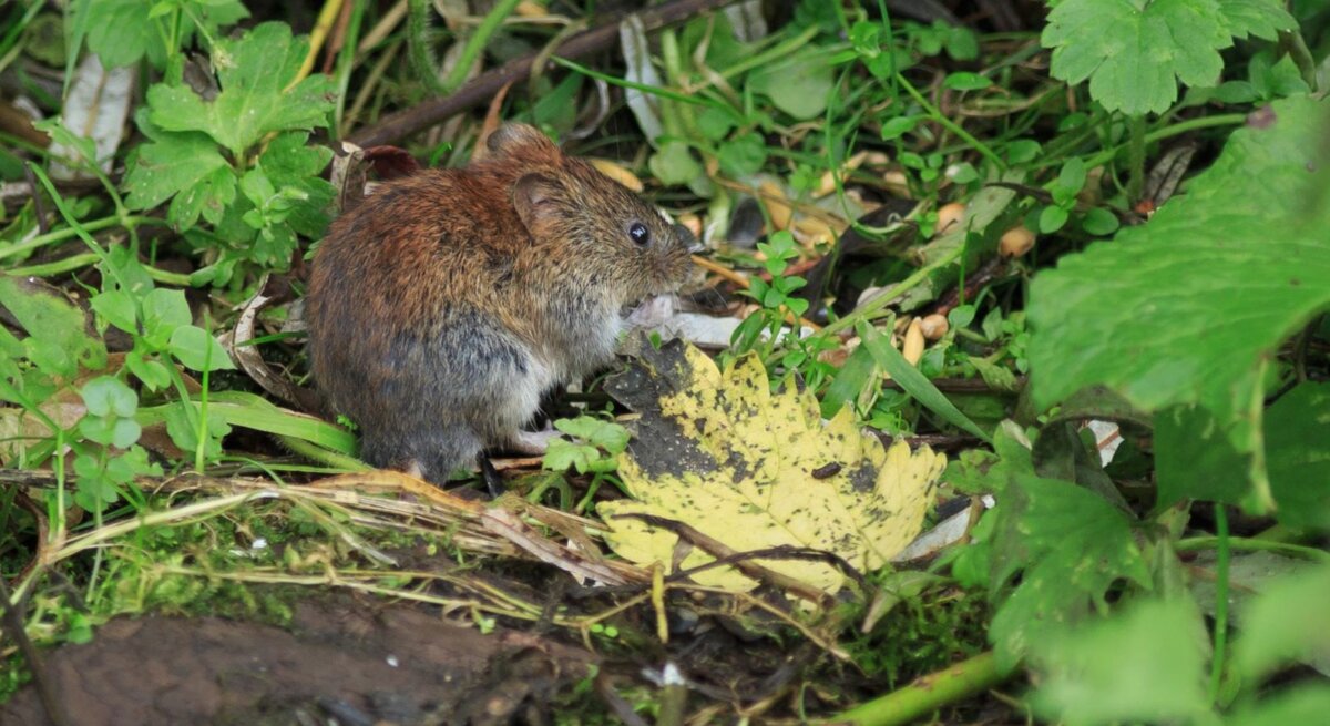Eine Wühlmaus sitzt vor einem Busch im Garten.