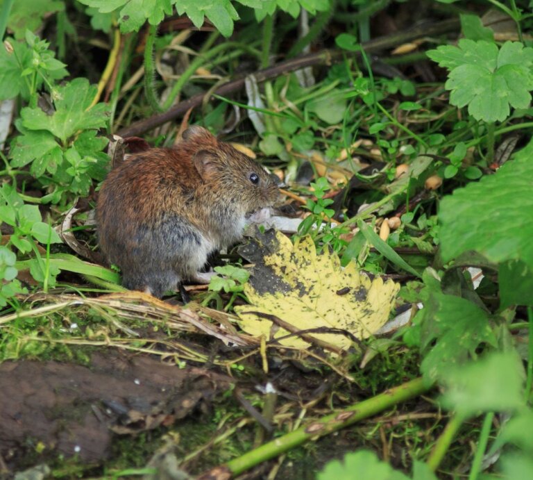 Eine Wühlmaus sitzt vor einem Busch im Garten. | © gettyimages/mavy2k