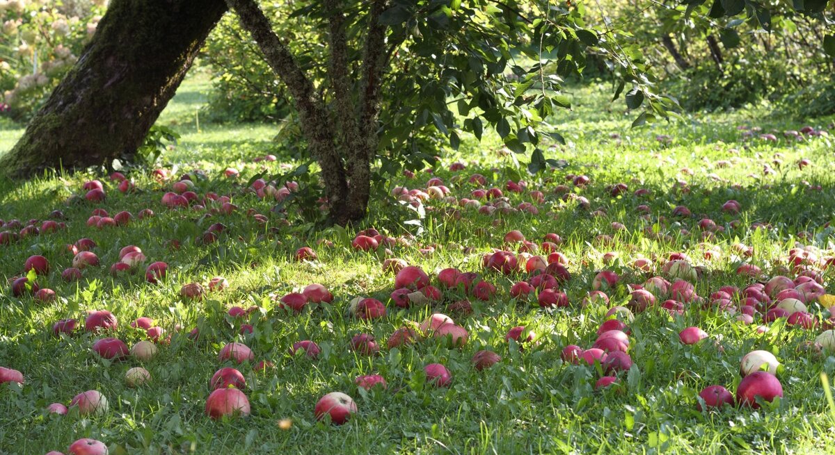 Reife rote Äpfel liegen verstreut auf grünem Gras unter moosbedeckten Bäumen in einem sonnendurchfluteten Obstgarten.