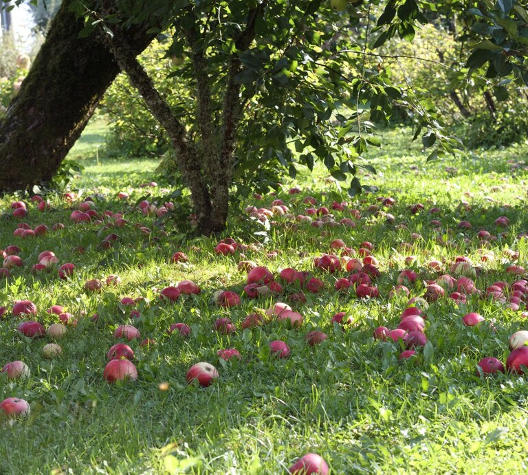 Reife rote Äpfel liegen verstreut auf grünem Gras unter moosbedeckten Bäumen in einem sonnendurchfluteten Obstgarten. | © Shutterstock/Jorens Seins