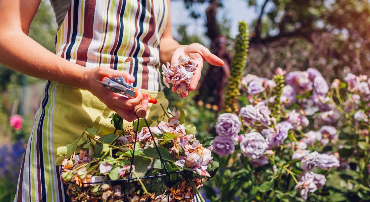 In einem Garten arbeitende Person trägt eine gestreifte Schürze und hält eine Gartenschere in der einen Hand und verwelkte Blumen in der anderen Hand.