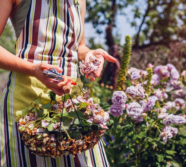 In einem Garten arbeitende Person trägt eine gestreifte Schürze und hält eine Gartenschere in der einen Hand und verwelkte Blumen in der anderen Hand. | © Adobe Stock / maryviolet