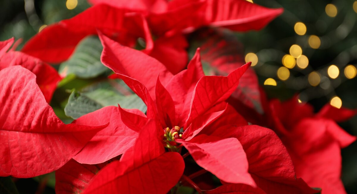 Rote Weihnachtssterne mit leuchtenden Blättern vor unscharfen goldenen Lichtern und dunklem Tannengrün im Hintergrund.