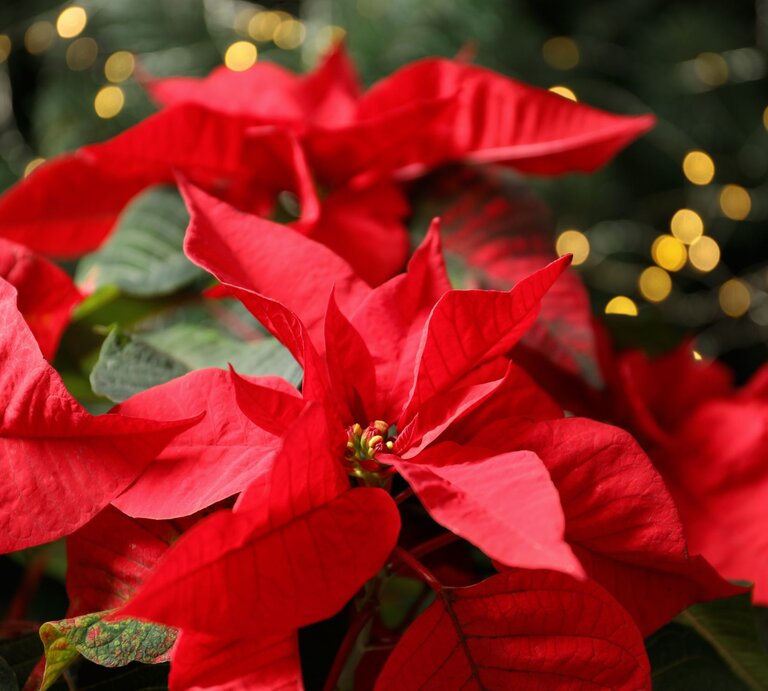 Rote Weihnachtssterne mit leuchtenden Blättern vor unscharfen goldenen Lichtern und dunklem Tannengrün im Hintergrund. | © Shutterstock/New Africa