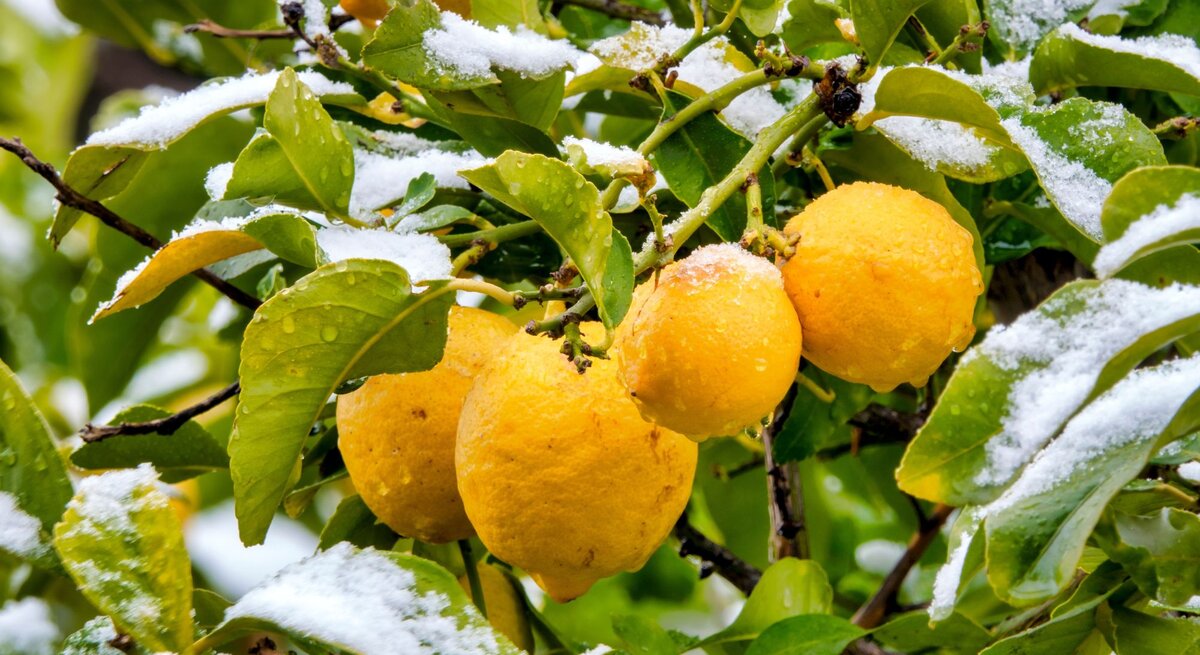 Gelbe, reife Zitronen hängen an grünem Laub, teils mit glitzerndem Schnee bedeckt, unter bewölktem Himmel in einem winterlichen Obstgarten.