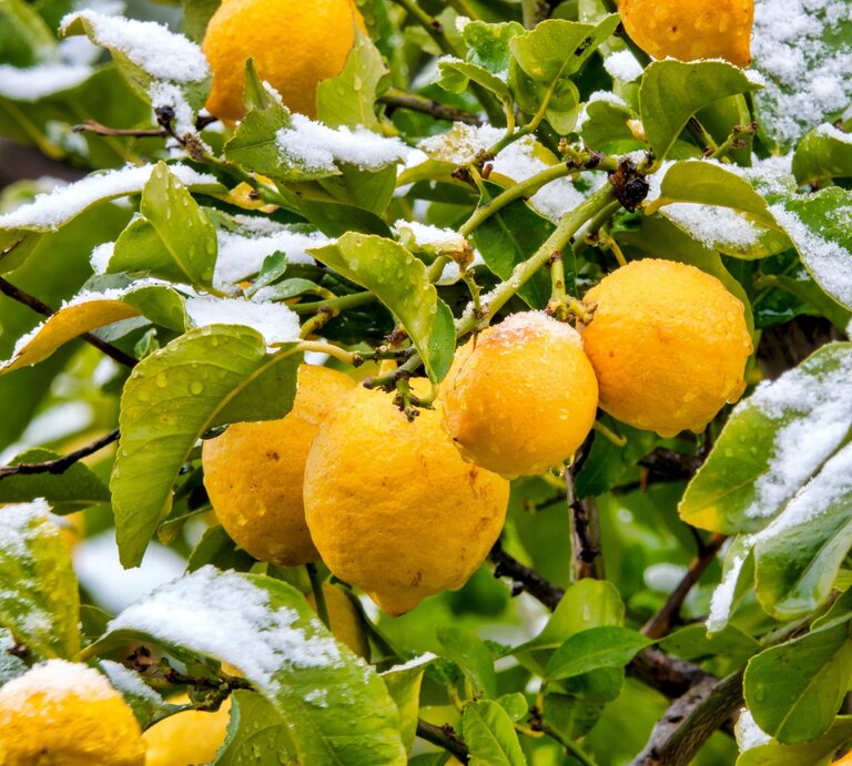 Gelbe, reife Zitronen hängen an grünem Laub, teils mit glitzerndem Schnee bedeckt, unter bewölktem Himmel in einem winterlichen Obstgarten. | © Adobe Stock/ Only Fabrizio