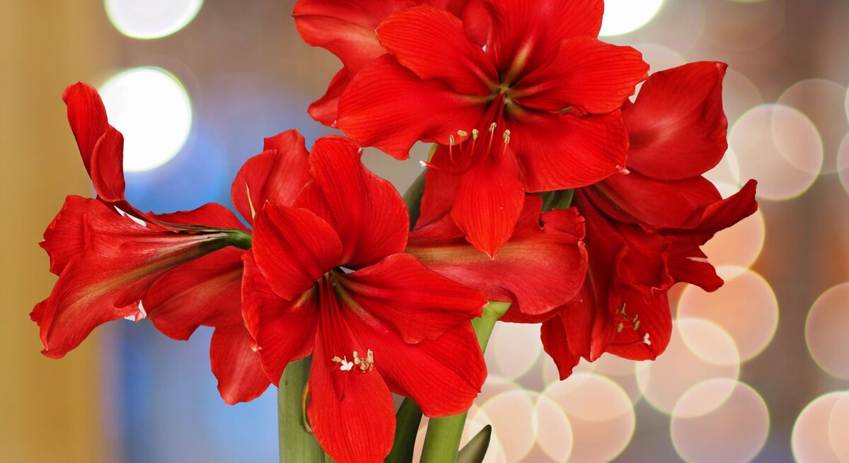 Leuchtend rote Amaryllisblüten mit zarten Staubgefäßen, vor einem verschwommenen Hintergrund aus warmen Lichtkreisen.