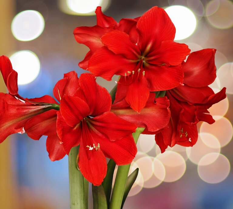 Leuchtend rote Amaryllisblüten mit zarten Staubgefäßen, vor einem verschwommenen Hintergrund aus warmen Lichtkreisen. | © Shutterstock/fon.tepsoda
