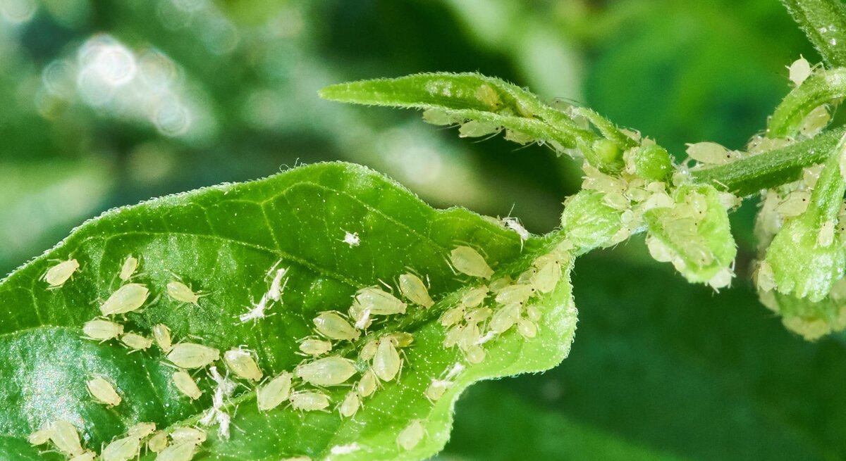 Zahlreiche hellgrüne Blattläuse bedecken dicht ein junges Blatt und Triebspitzen einer Pflanze im kräftigen Gegenlicht.