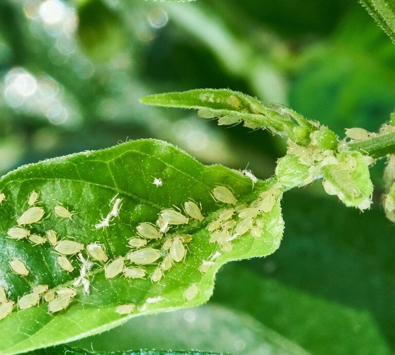 Zahlreiche hellgrüne Blattläuse bedecken dicht ein junges Blatt und Triebspitzen einer Pflanze im kräftigen Gegenlicht. | © Adobe Stock/ Aleksandr Rybalko