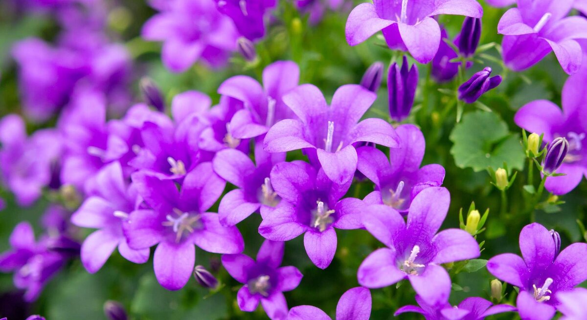 Nahaufnahme von Lila Glockenblumen 